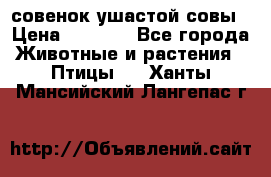 совенок ушастой совы › Цена ­ 5 000 - Все города Животные и растения » Птицы   . Ханты-Мансийский,Лангепас г.